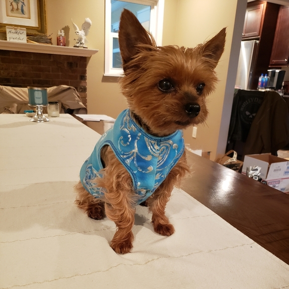 Host Pick 🤩🐕🥰 "Good Karma" Doggo Shirt - Picture 12 of 12